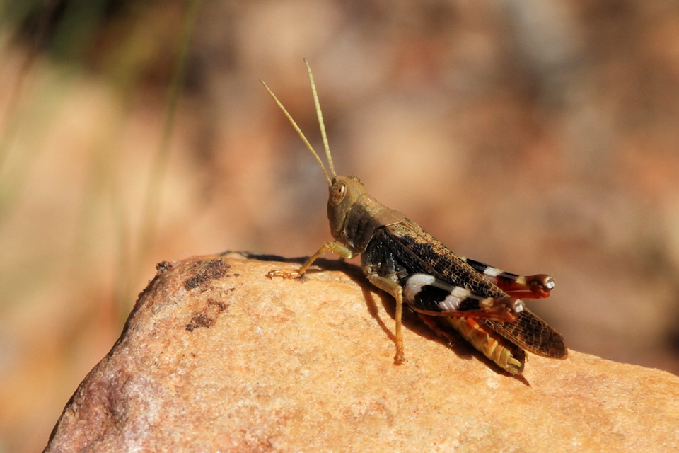 Cuprascula pictipes Grasshopper (Cuprascula pictipes)